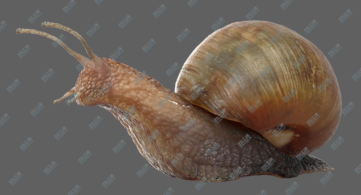 images/goods_img/202105072/3D Snail (Rigged)/3.jpg